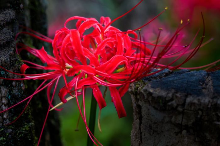 Red spider lily meaning in anime explained